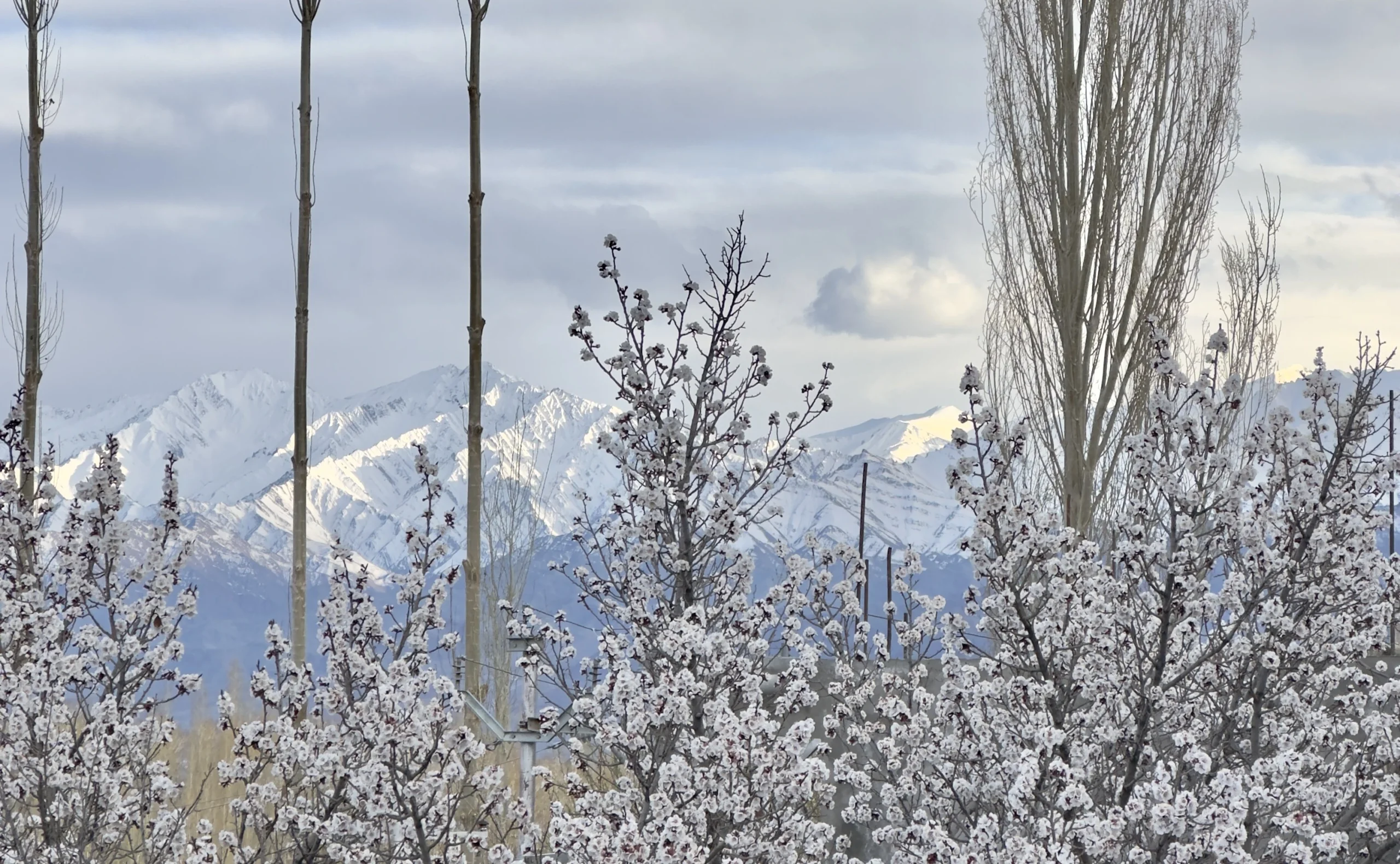 Apricot blossom tour 2026